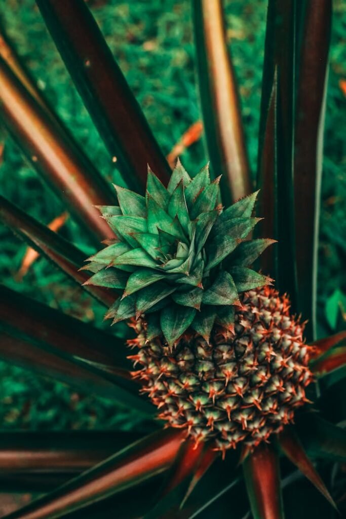 pexels photo 2868966 Vibrant close-up of a pineapple plant showcasing its spiky leaves and textured fruit in a tropical setting.