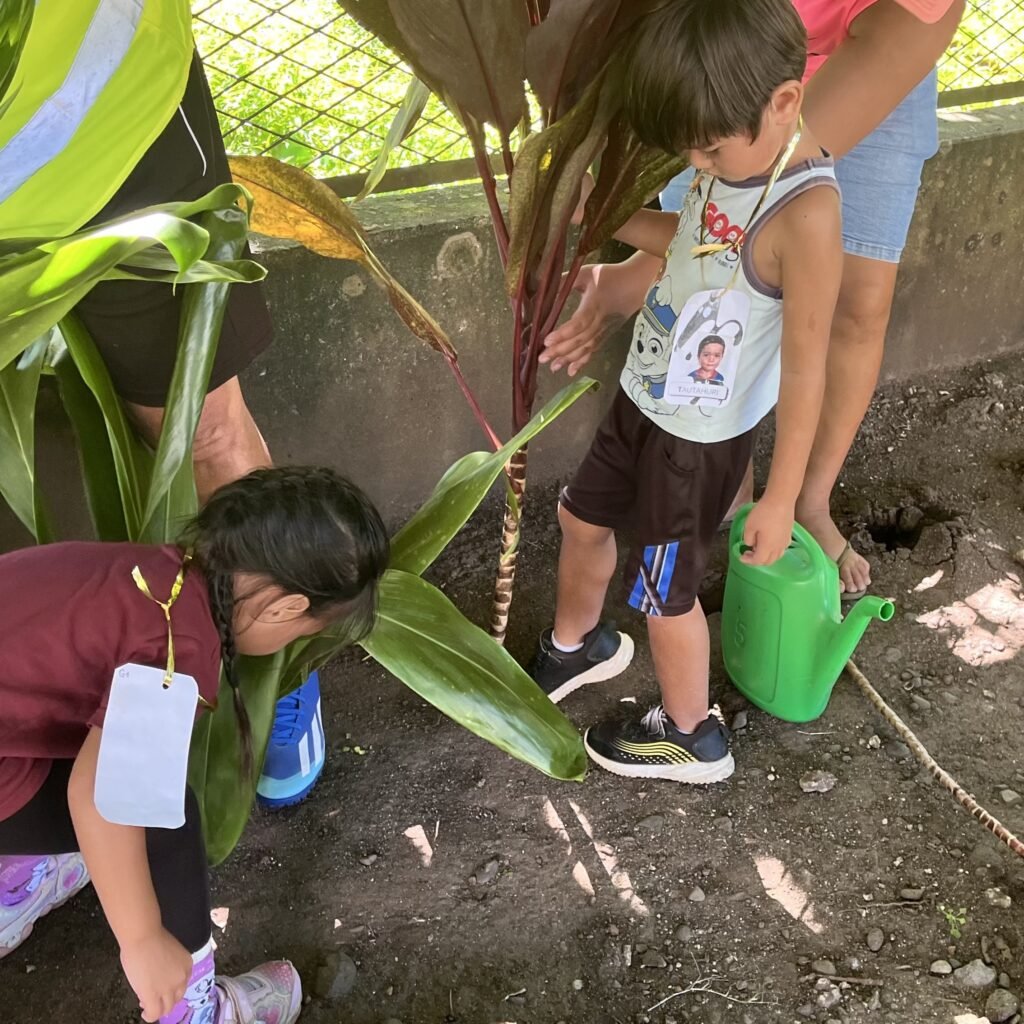 e.d.d plantation de 'auti